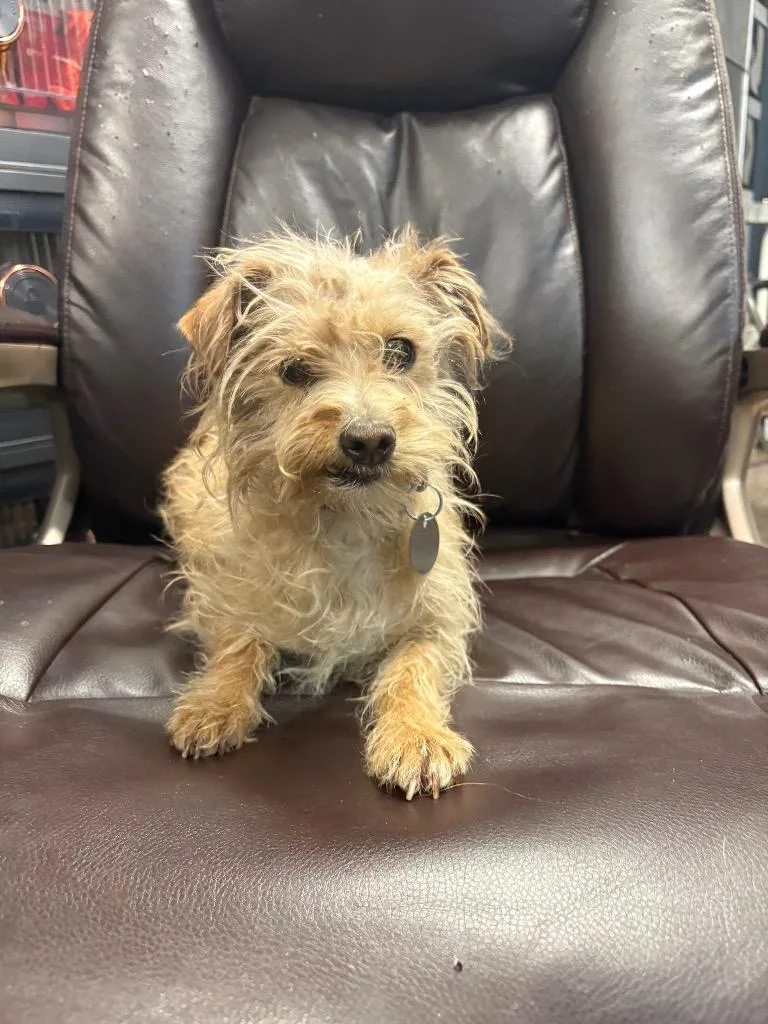 Tuna Melt thumbnail 2