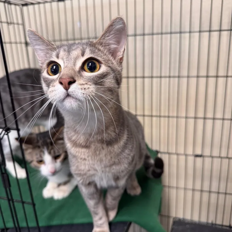 Hemmingway thumbnail 2