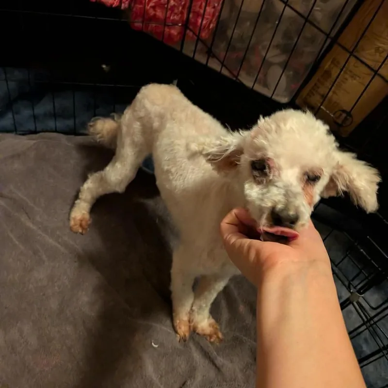 Evangelica thumbnail 2