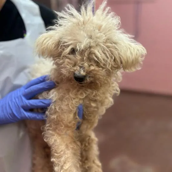 Evangelica thumbnail 3