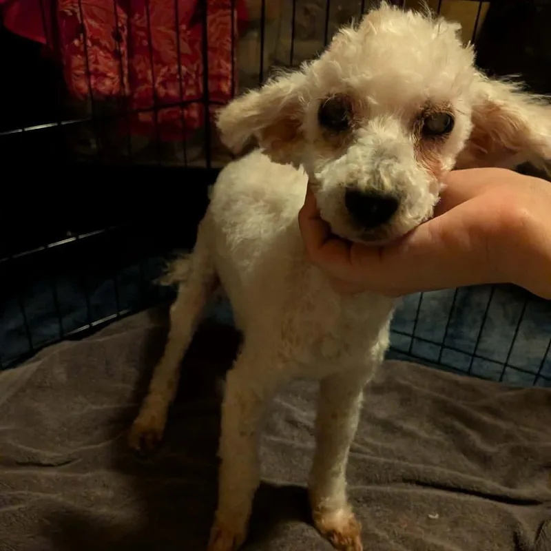 Evangelica thumbnail 4