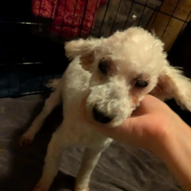 Evangelica thumbnail 5