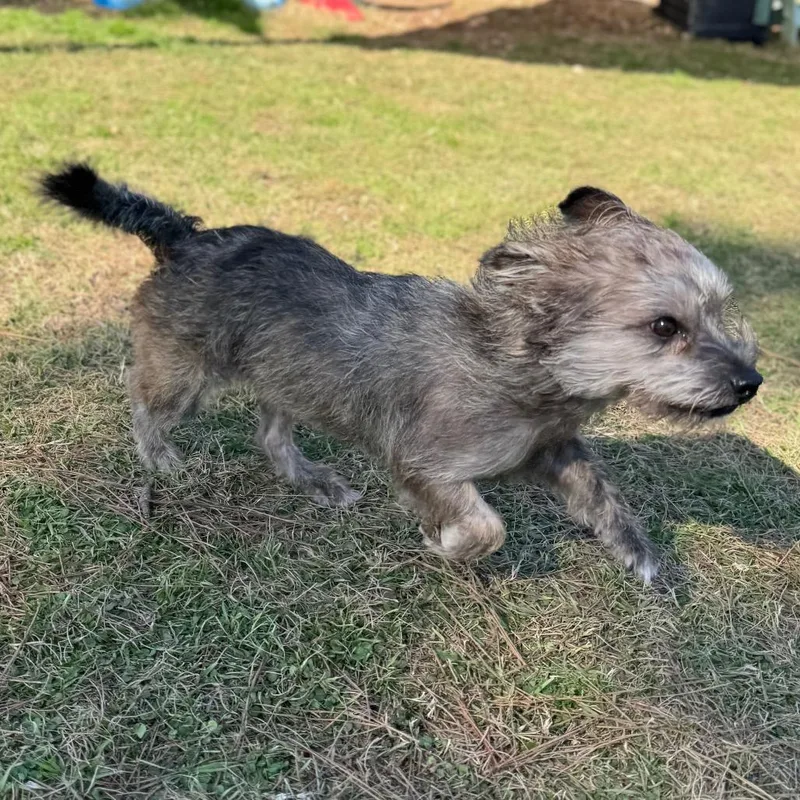 Rocky Creed thumbnail 2