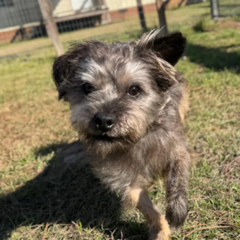 Rocky Creed thumbnail 4