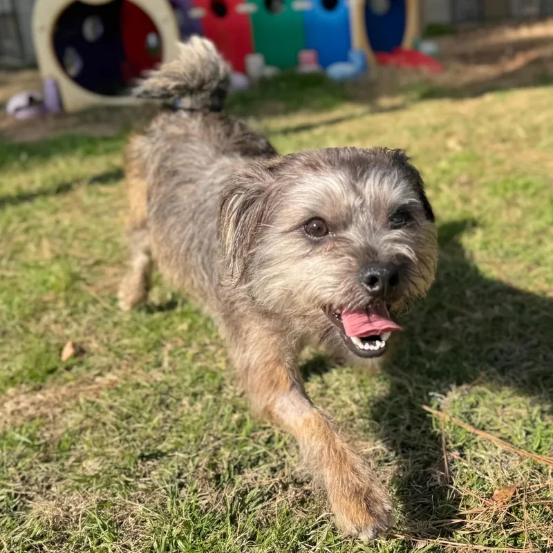 Rocky Creed thumbnail 5