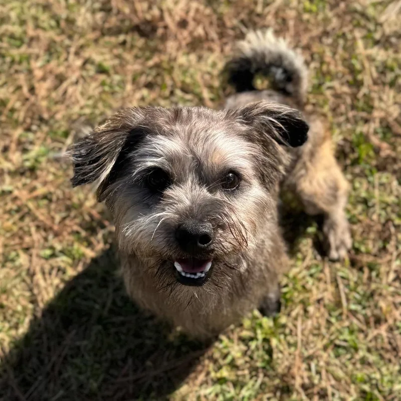 Rocky Creed thumbnail 6