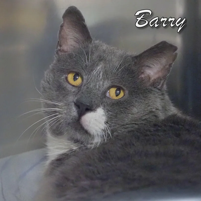 An adult medium-sized male Gray / Blue / Silver Domestic Short Hair cat named Barry for adoption in Cape May Court House, NJ