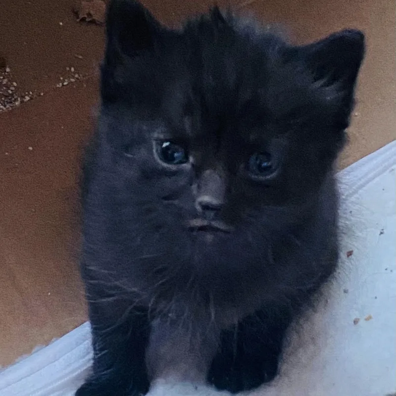 Mommypoeplus One thumbnail 4