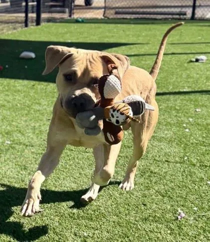 Kingsley thumbnail 2