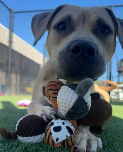 Kingsley thumbnail 3