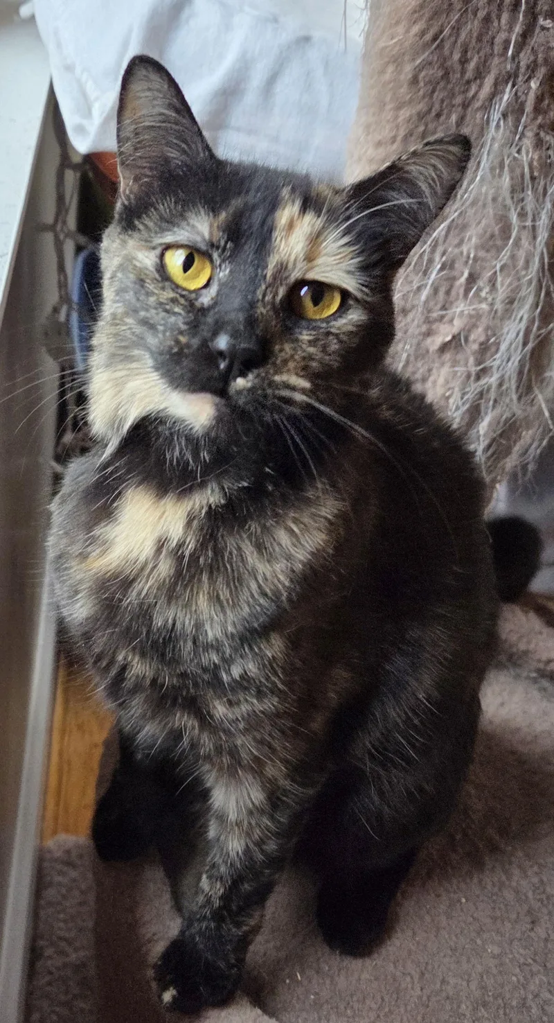 Frenchie thumbnail 2