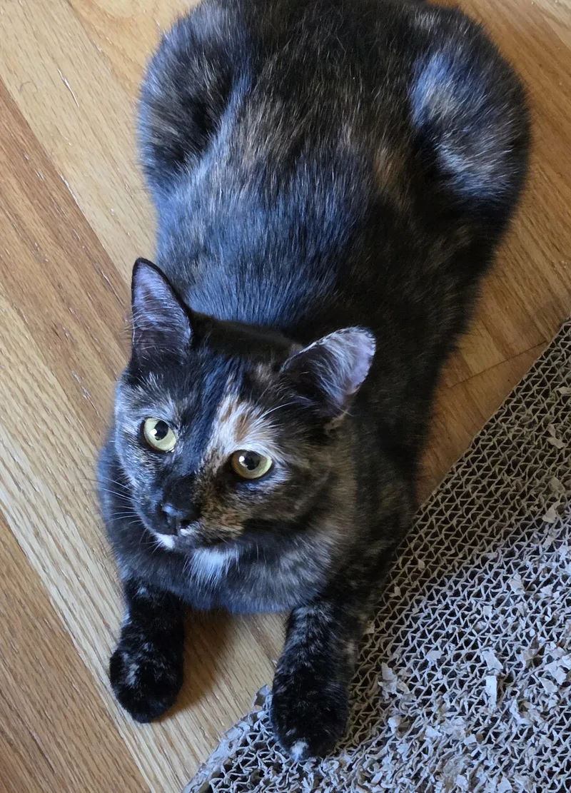 Frenchie thumbnail 3