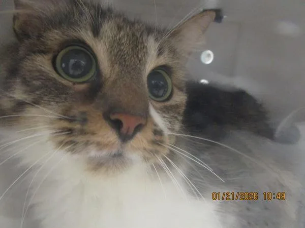 An adult medium-sized female Domestic Medium Hair cat named Etta for adoption in Marietta, GA