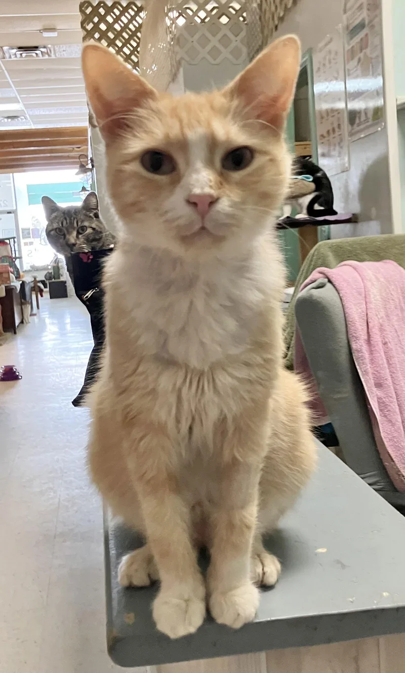 Quorian  Kbc thumbnail 2