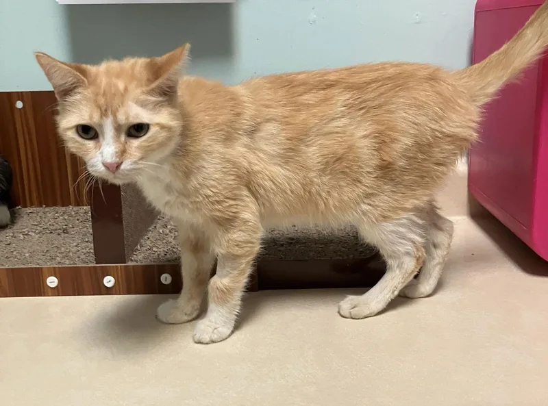 Quorian  Kbc thumbnail 3