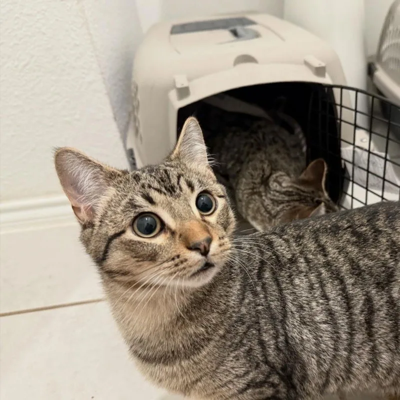 Chase Ii thumbnail 2