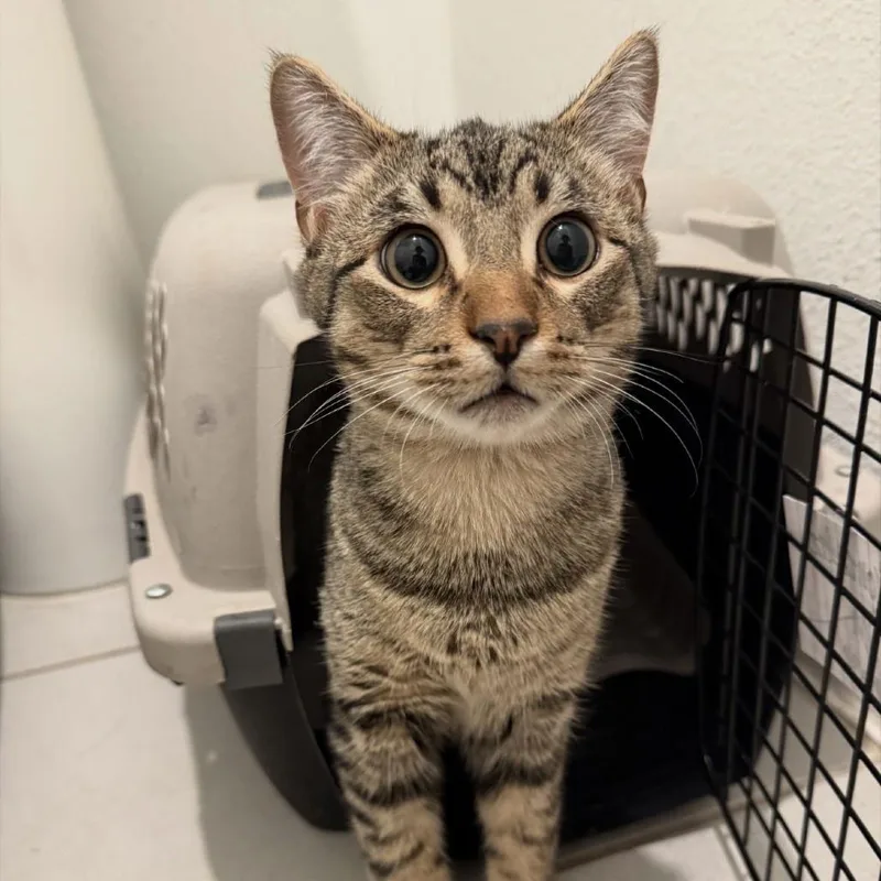 Chase Ii thumbnail 3