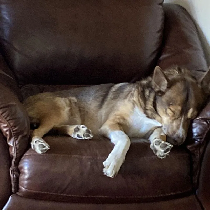 Archie Ii thumbnail 2