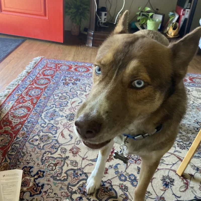 Archie Ii thumbnail 3