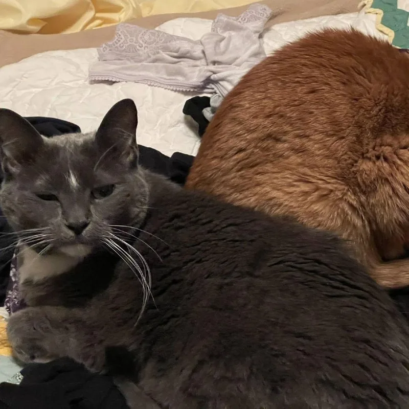 Boots Iv thumbnail 2