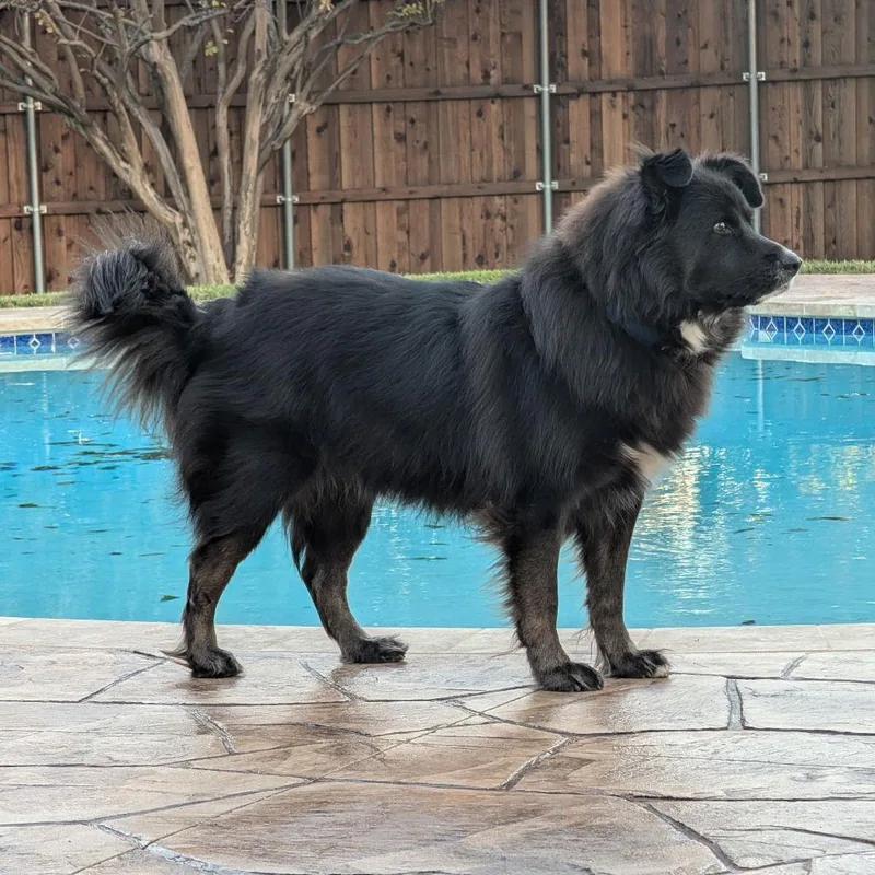 Bowie Iii thumbnail 2