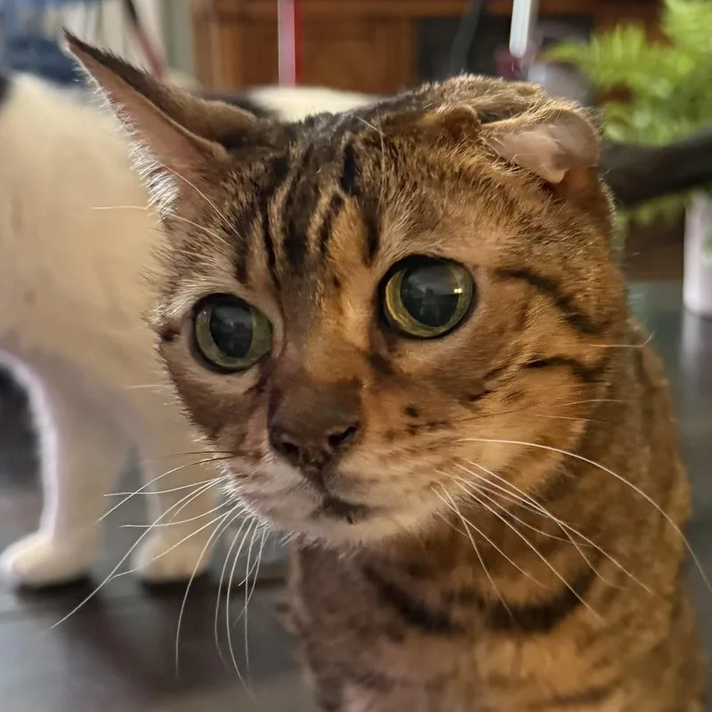 A senior medium-sized female Tabby (Brown / Chocolate) Domestic Short Hair cat named Grandma Evie for adoption in Indianapolis, IN