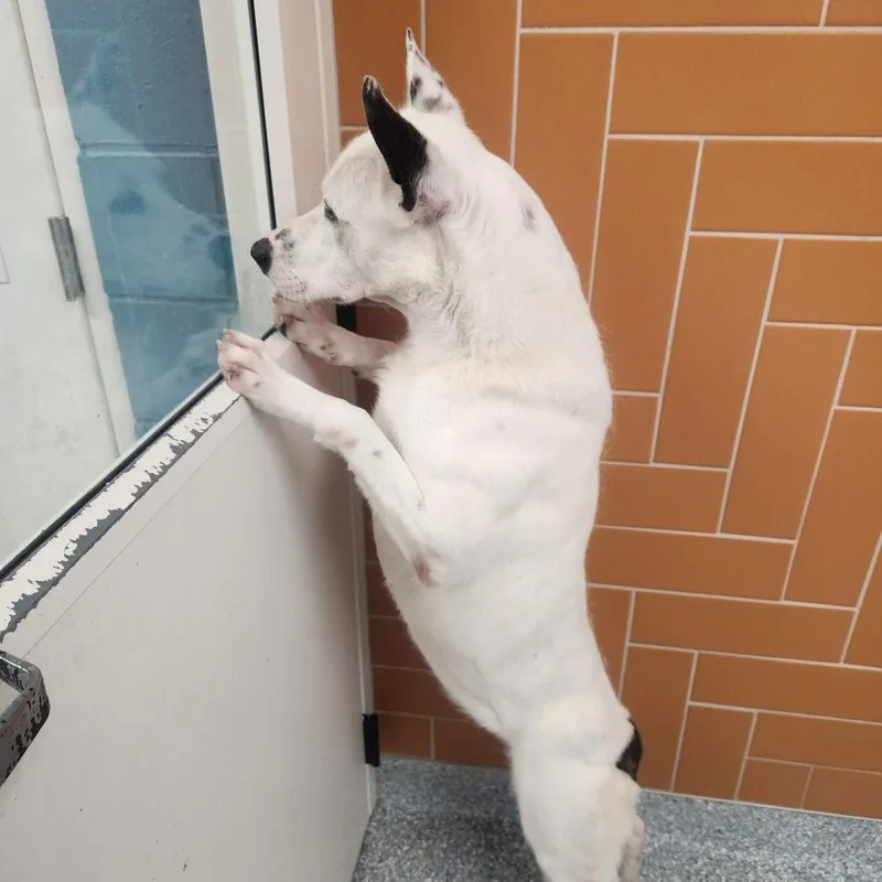 Izzy Iii thumbnail 2