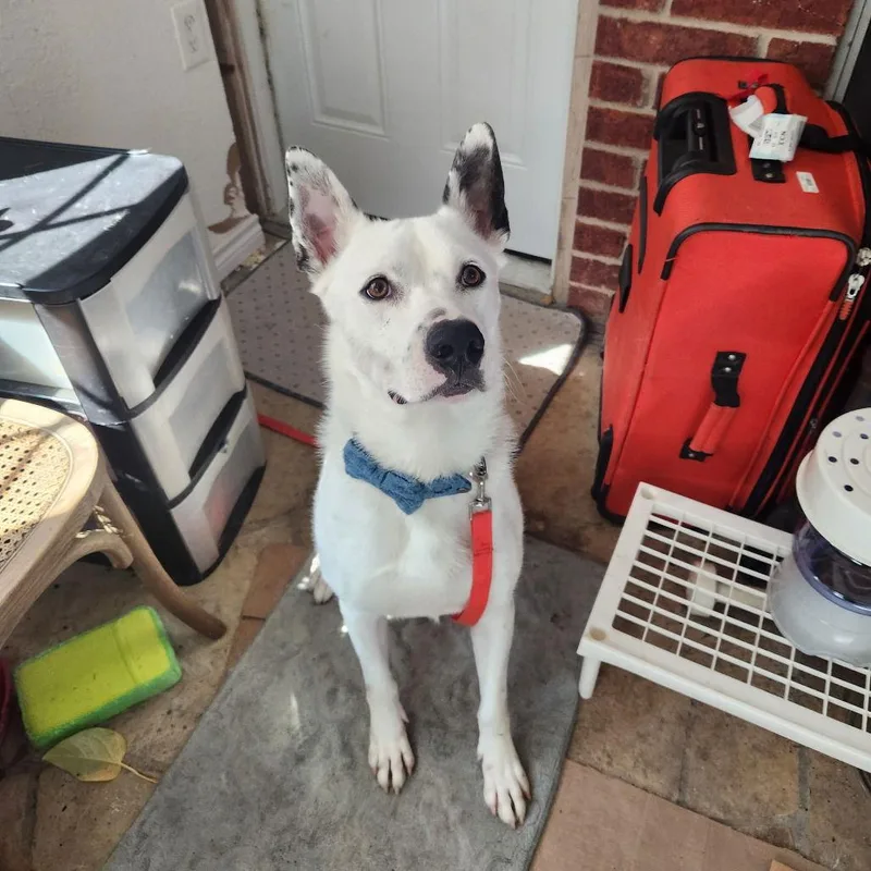 Izzy Iii thumbnail 3