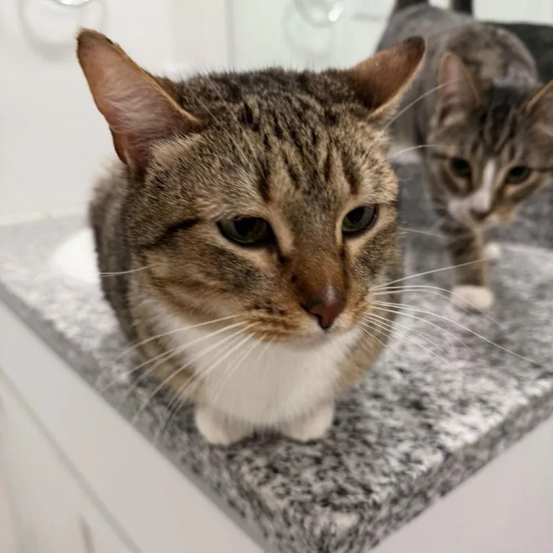 Mittens Ii thumbnail 2