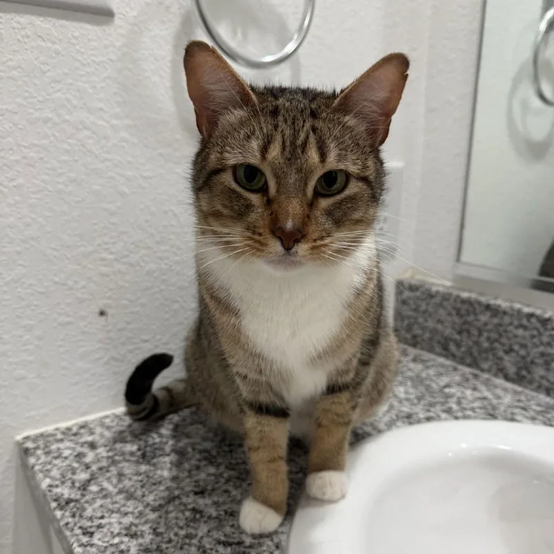 Mittens Ii thumbnail 3