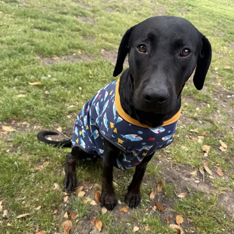 Mollie Ii thumbnail 2