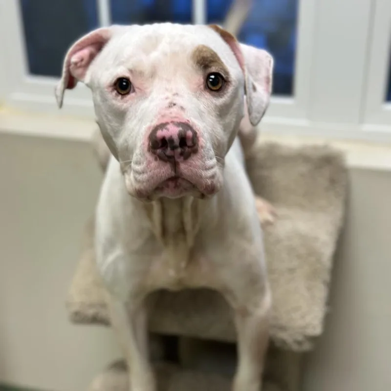 Hamilton ~ Coming Soon!!!