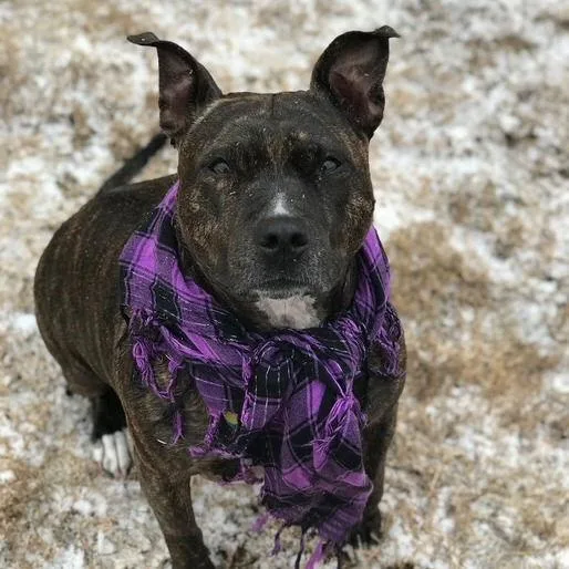 Harley Ix thumbnail 3