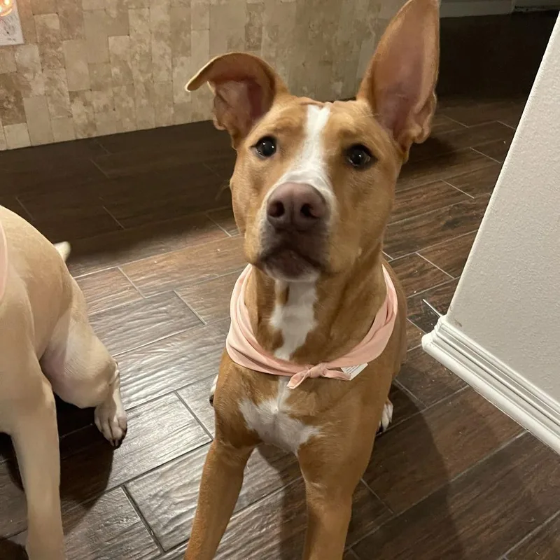 Maple Ii thumbnail 2