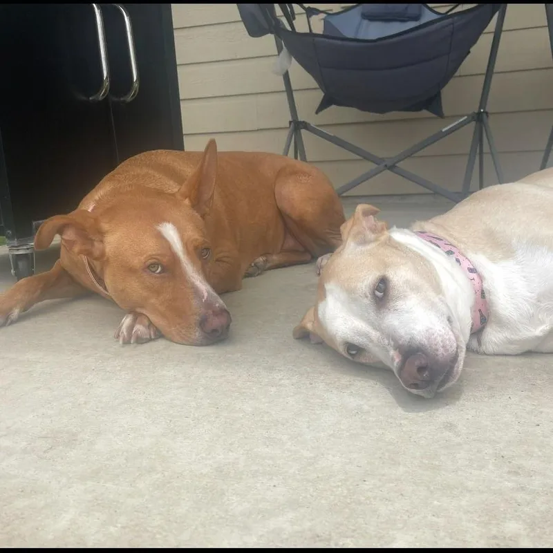 Maple Ii thumbnail 3