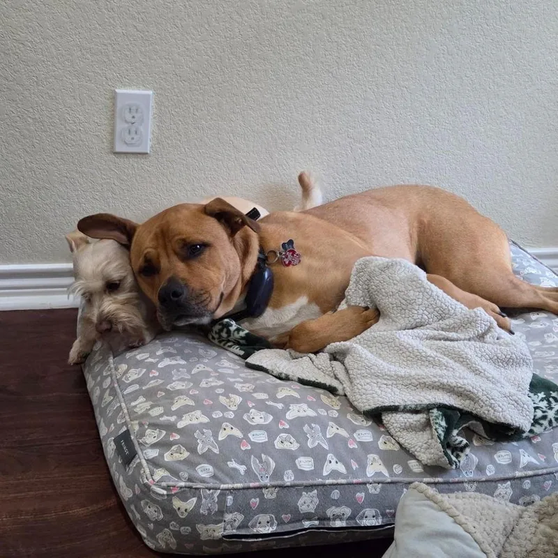 Markus Aurelius thumbnail 3