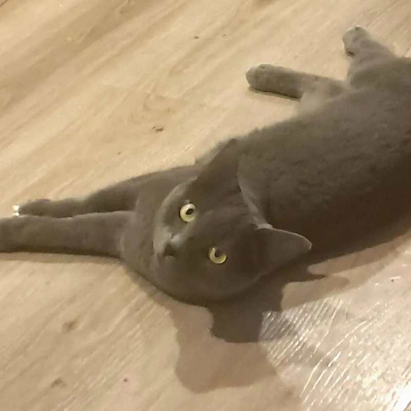 Candy Apple thumbnail 2