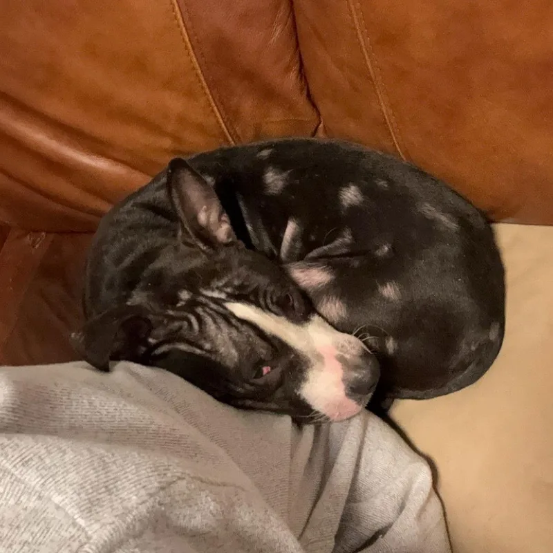 Louie  Lower Fee!!! thumbnail 3