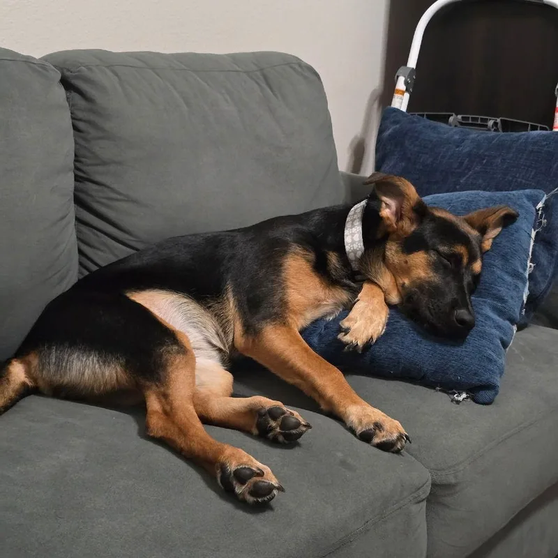 Riley Iii thumbnail 2