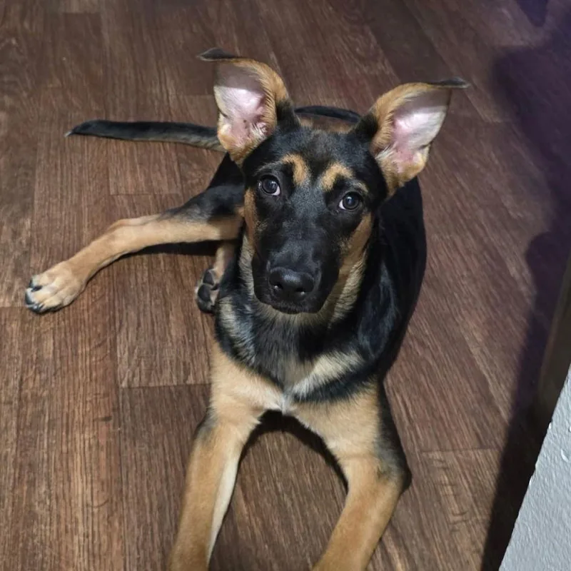 Riley Iii thumbnail 3