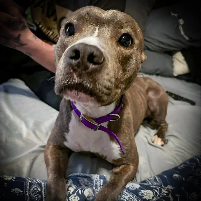 Pepper Vi thumbnail 2