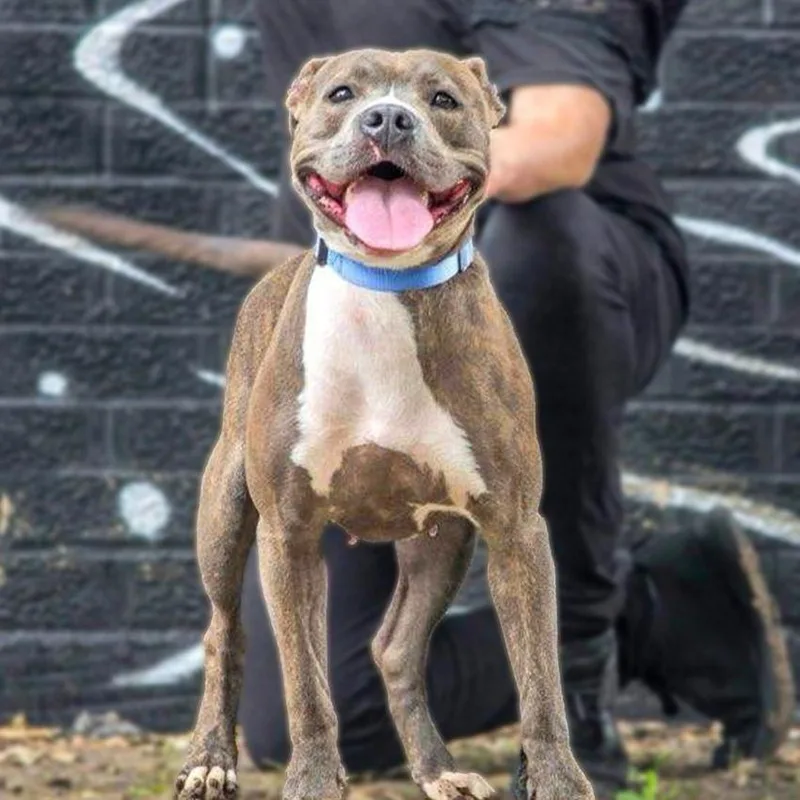 Pepper Vi thumbnail 3