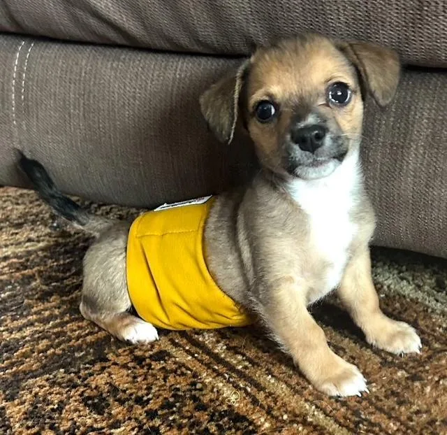 Puppy Arlo   thumbnail 3