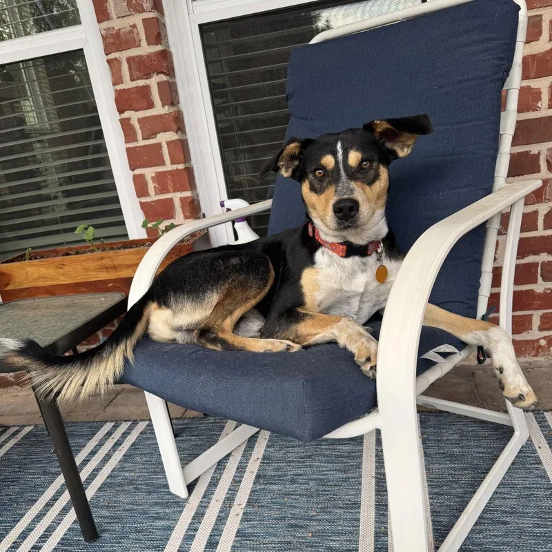 Scooter Ii thumbnail 2