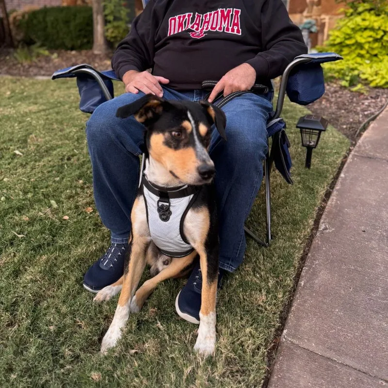 Scooter Ii thumbnail 3