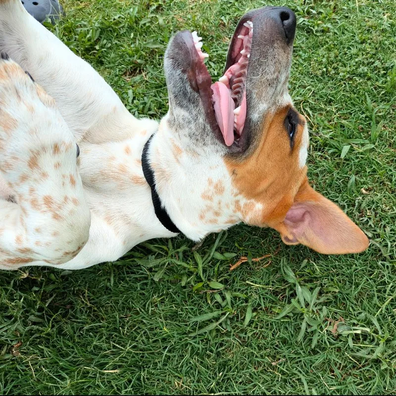 Sheldon Duke thumbnail 3