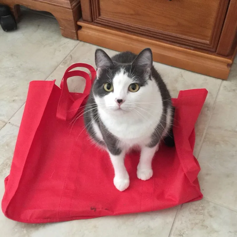 Susie Ii thumbnail 2