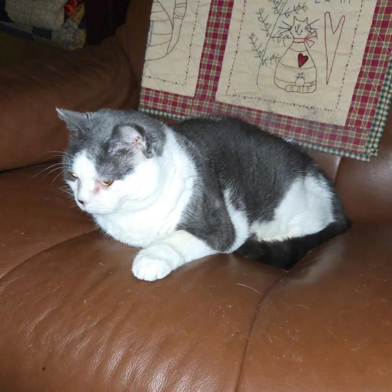 Susie Ii thumbnail 3