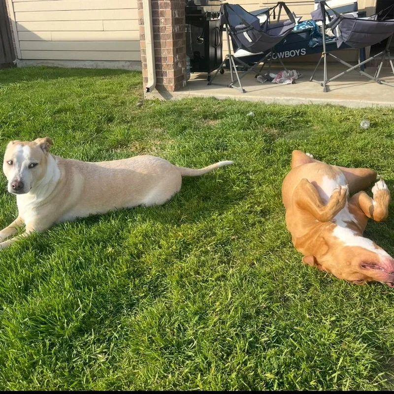 Willow Iii thumbnail 2