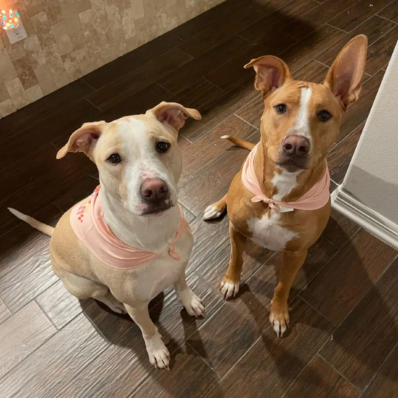 Willow Iii thumbnail 3